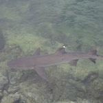 ein Weißspitzen-Riffhai, Punta Morena, Isabela