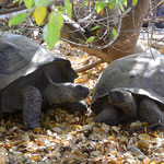 Riesenschildkröten Urbina Bay Isabela