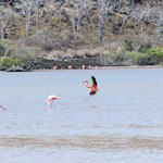 rote Flamingos auf Floreana