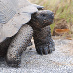 Riesenschildkröte, Urbina Bay, Isabela