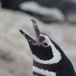 Magellan Pinguin auf der Peninsula Valdes, Argentinien