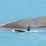 ein Orca auf der Peninsula Valdes, Argentinien