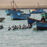 Pelikane auf der Halbinsel Paracas