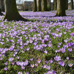 Krokusse im Schlosspark Husum