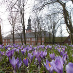 Krokusse im Schlosspark Husum