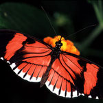 P32 Heliconium sp.