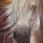 Tête de cheval arabe / Huile sur toile 30x60 / vendu.