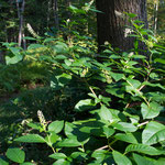 A American Pokeweed plant (Phytolacca americana) in the woods at Distant Hil Gardens.