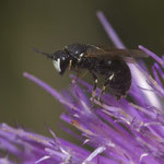 Maskenbiene, Männchen (wahrsch. Hylaeus hyalinatus) , Foto: J. Alberti