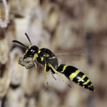 Gemeine Fugenwepe (Ancistroceros nigricornis), Foto: J. Alberti