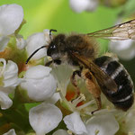 Frühlings-Seidenbiene auf Kirschlorbeer, Foto: J. Alberti