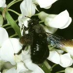 Violette Holzbiene (Xylocopa violacea) auf Wisteria, Foto: J. Alberti