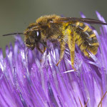 Furchenbiene auf Eselsdistel (wahrsch. Halictus subauratus), Foto: J. Alberti