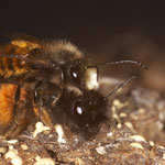 gehörnte Mauerbienen in copula (Osmia cornuta) 