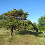 Foto: NABU Insel Usedom