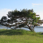 Foto: NABU Insel Usedom