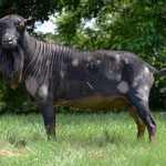 DAM'S SIRE: Phoenix Farm Resilience *B