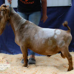 DAM'S Sire: CH Bright Farms V Jedi Edition B*