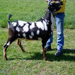 Tucker's Sire