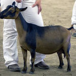 DAM'S DAM: GCH DILL'S XM KEENA 4*M (92 EEEE)