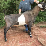 SIRE: +*B GCH LAKESHORE ACE BELLAGIO EX90; 2014 Spotlight Sale buck.  Photo courtesy of J&M Hideaway Nubians