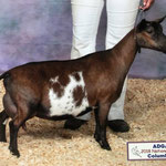 SIRE's DAM: CH FAIRLAND FARM AR LUCK O IRISH