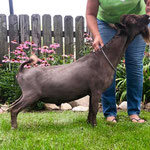 SIRE'S DAM: FAIRLAND FARM LR NEON BLUE
