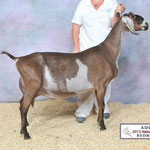 SIRE'S DAM: SGCH LAKESHORE PERFECT BELLISSIMA 7*M EX91  2015 ADGA Reserve National Champion, Best Udder and Total Performer  Photo courtesy of LakeShore Nubians