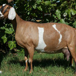 SIRE'S DAM: GCH PRUITTVILLE'S POSIE'S PROMISE