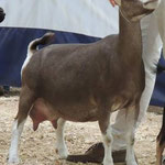 SIRE'S DAM: DILL'S H UP YOURS 3*M   (91VEEE)
