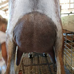 SG Never Fail Shameless Diva Rear Udder 2yr old (photo belongs to Never Fail Acres)