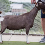 SIRE: DILL'S DUDE LOOK LIKE A LADY *B