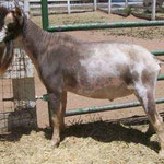 DAM's SIRE SG NC PROMISEDLAND BONAFIDE