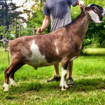 SIRE:  CH PRUITTVILLE'S AP SHINING ARMOR (91 EEE)