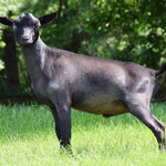 SIRE: India Blue H Jorge 
