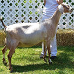 SGCH LAKESHORE KATERINA 8*M (Sire’s maternal sister)