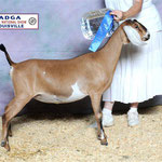 SIRE'S DAM: GCH PRUITTVILLE'S POSIE'S PROMISE 