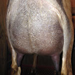 DAM: CH LSP FARM ISA BIG MOUTH BETTY (91 VEEE)