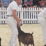 DAM'S DAM: GCH DILL'S XM KEENA 4*M (92 EEEE)