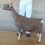 SIRE'S DAM: DILL'S H UP YOURS 3*M   (91VEEE)