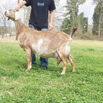 DAM: CH LSP FARM ISA BIG MOUTH BETTY (91 VEEE)