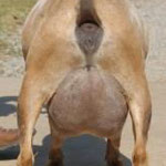DAM: SG DILL'S BF MY KINDA PARTY 5*M (90 VEEE)