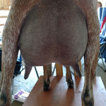 SG Never Fail Hot Tamale Rear Udder  (photo belongs to Never Fail Acres)