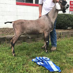SIRE'S SIRE: CH J&M HIDEAWAY NEVADA GOLDSTRIKE (90 VEE) 