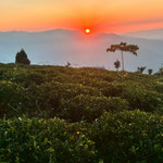 茶園からの朝日。今は秋の収穫が終わり剪定時期。