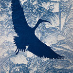 Ibis 0040