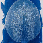 Cotinus  0163