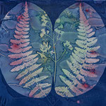 Bauhinia 0193