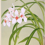 №71  CYMBIDIUM ERYTHROSTYLIM