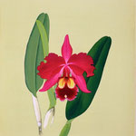 №15  LAELIOCATTLEYA MURASAKISHIKIBU